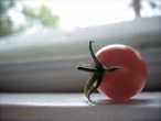 One tomato logo