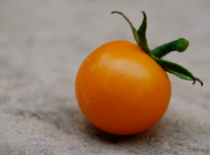 First Sungold Cherry Tomato