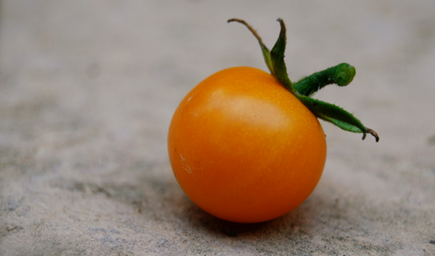 First Sungold Cherry Tomato