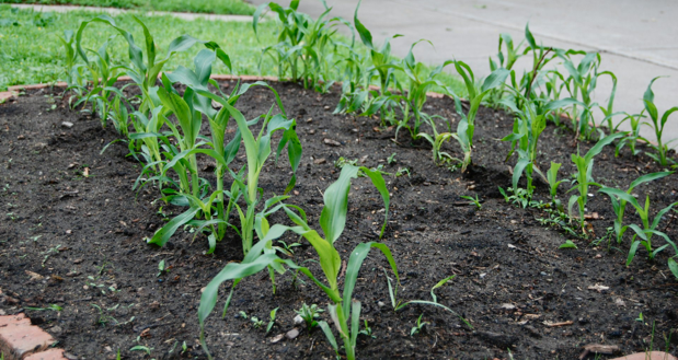 Yard Corn