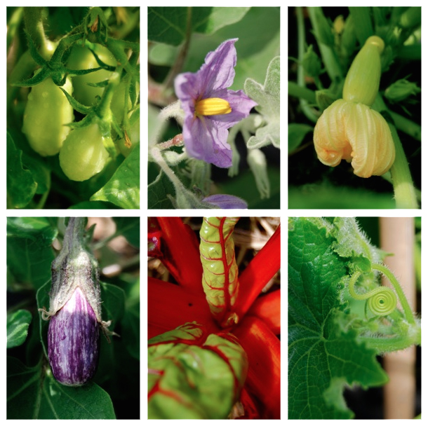 Baby vegetables at community garden.