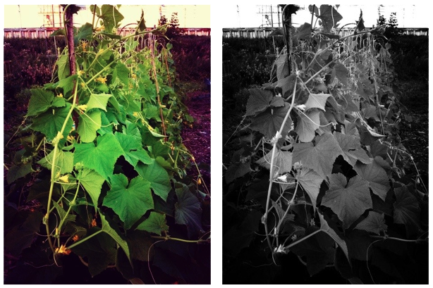 Cornichon Cucumber Patch