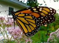 Monarch Butterfly