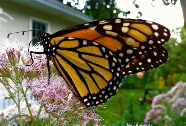 Monarch Butterfly