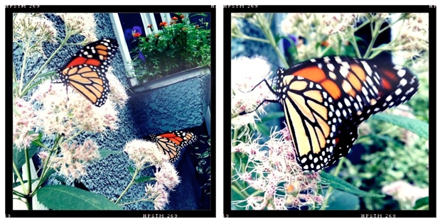 Monarch Butterflies in My Garden