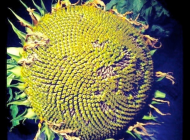 Giant Sunflower Head Full of Seeds