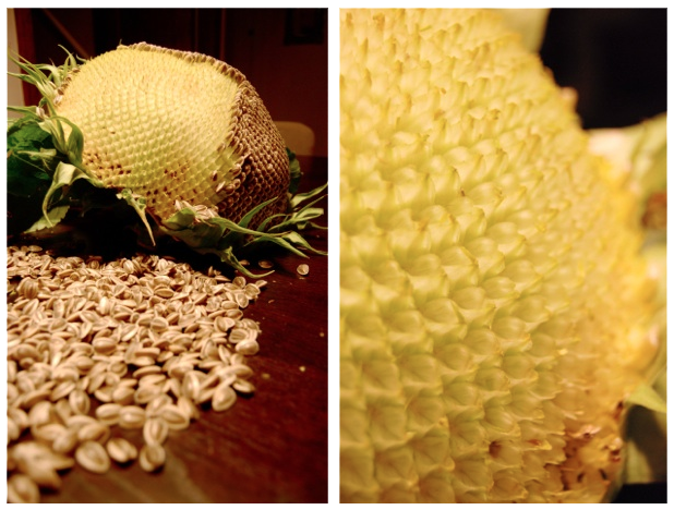 Sunflower Seed Harvest