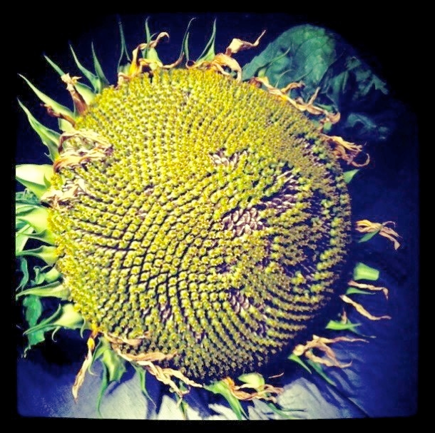 Giant Sunflower Head Full of Seeds