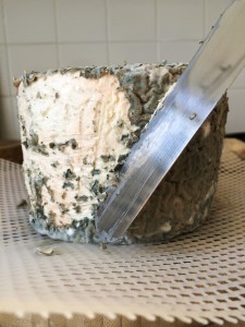 Scraping Blue Cheese Mold
