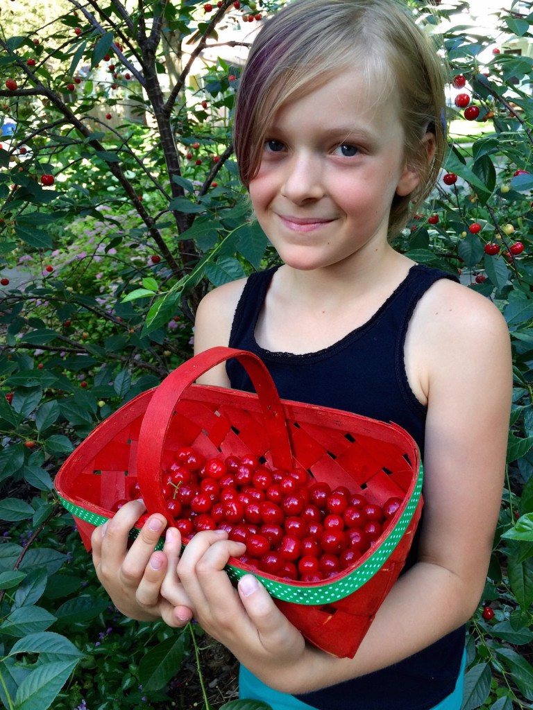 Picking Cherries in the Yard