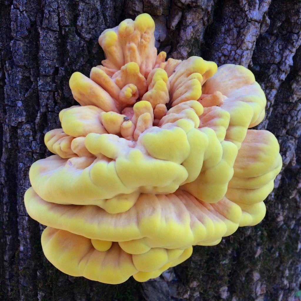 Chicken of the Woods Wild Mushrooms